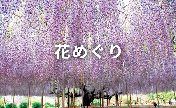 花めぐりがしたい