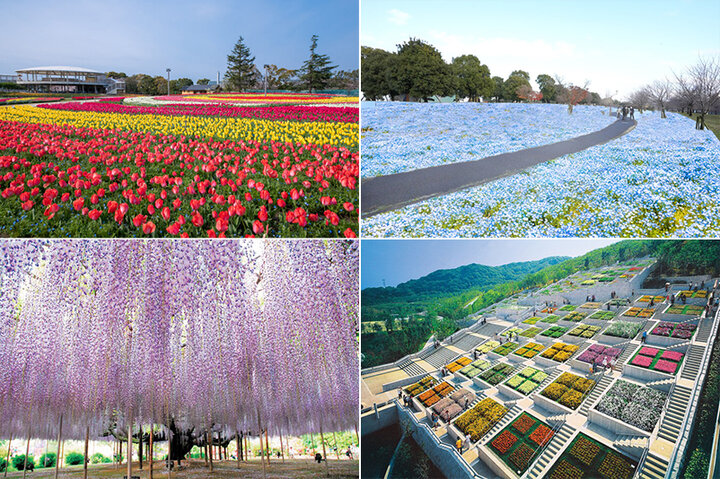 この春は “花咲く場所” へ。日本全国の花スポット＆イベント情報