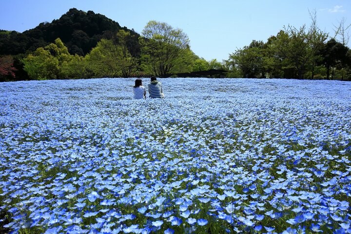 3/18-5/7｜ぎふワールド・ローズガーデン「春のガーデンピクニック」