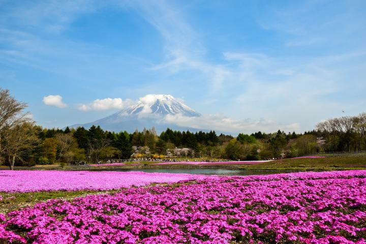 いまだけの絶景！富士山に一番近い鉄道に乗って芝桜を見る春旅へ♪