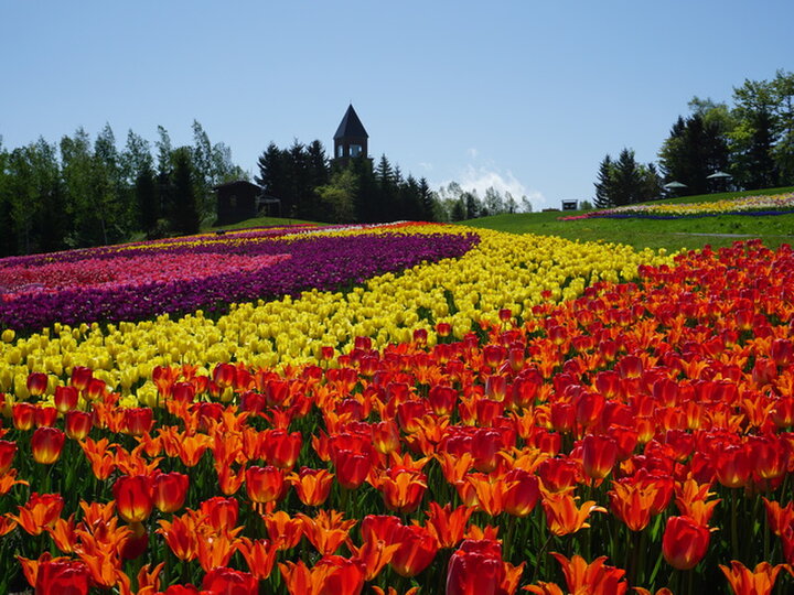 季節の花々が咲き誇る「国営滝野すずらん丘陵公園」