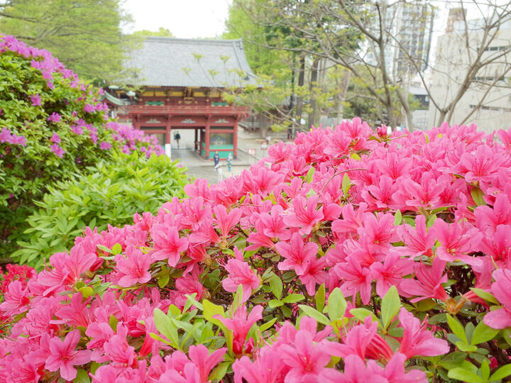 旬の花を見つけに、都内花さんぽ「根津神社つつじまつり」｜編集部レポ