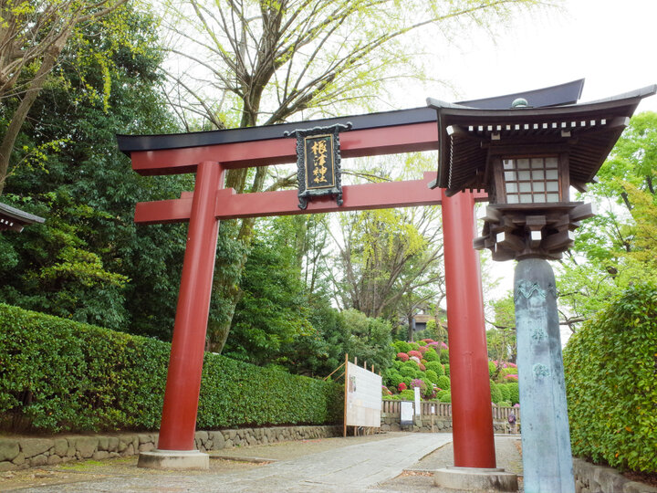 色鮮やかなつつじが境内を彩る、春の根津神社へ