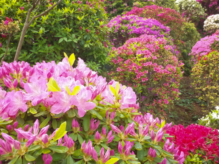 期間限定公開の「つつじ苑」で、多種多様なつつじに出合える