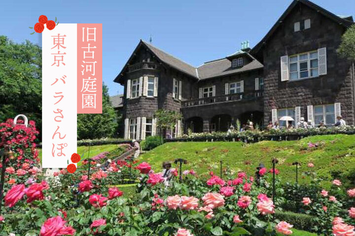 東京バラさんぽー旧古河庭園からはじまるレトロ建築と文化薫る春旅ー