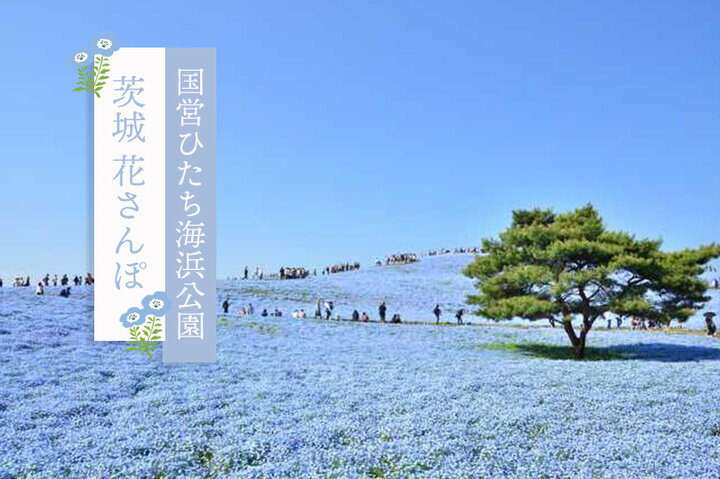 茨城 花さんぽーネモフィラやポピーが一面に咲き誇る「国営ひたち海浜公園」とヒーリングスポットをめぐる旅