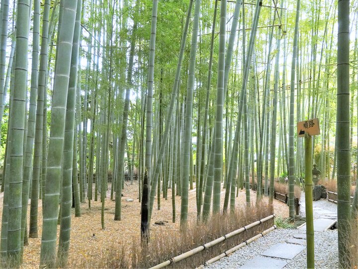 心地のいい静寂が包む幻想的な孟宗竹の林