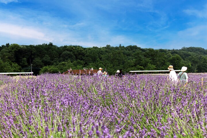 6/9-6/25｜嵐山町「らんざんラベンダーまつり」