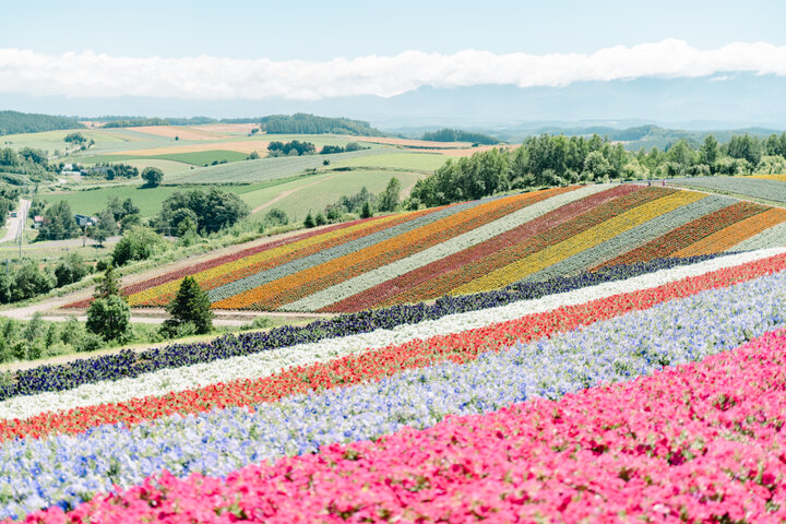 夏は美瑛の丘を虹色に染める展望花畑へ♪北海道・美瑛の「四季彩の丘