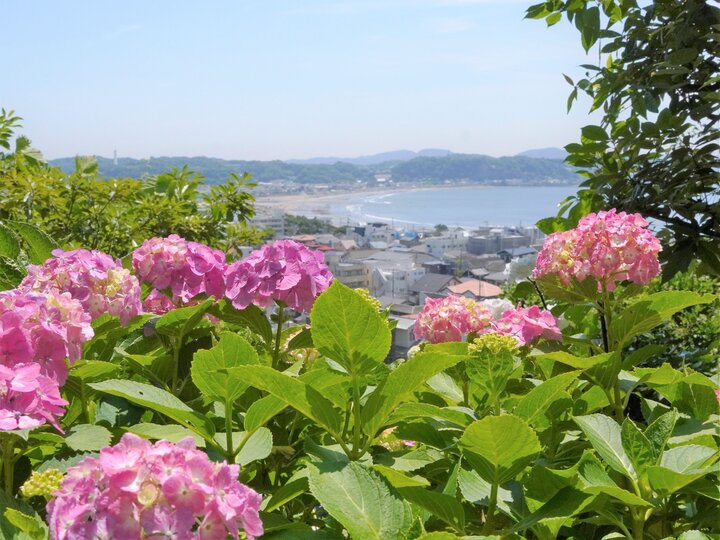 鎌倉・長谷の古刹で見ごろを迎えたあじさい路とこの時期だけの特別な御朱印♪「長谷寺」