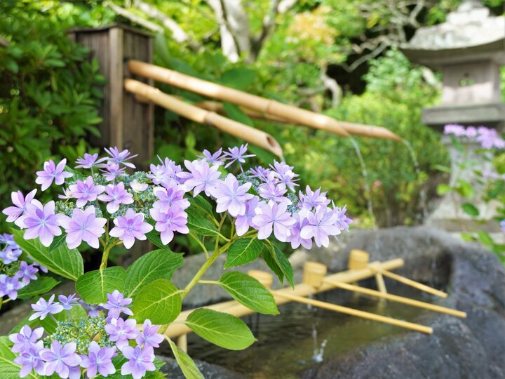 四季折々の花木が境内を彩る鎌倉の古刹