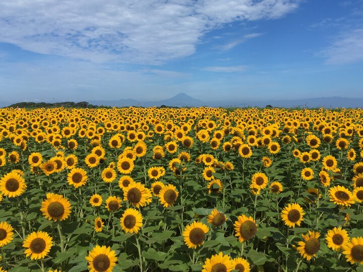 夏ならではの景色を求めて。日本全国のひまわり畑をご紹介 ｜ ことりっぷ