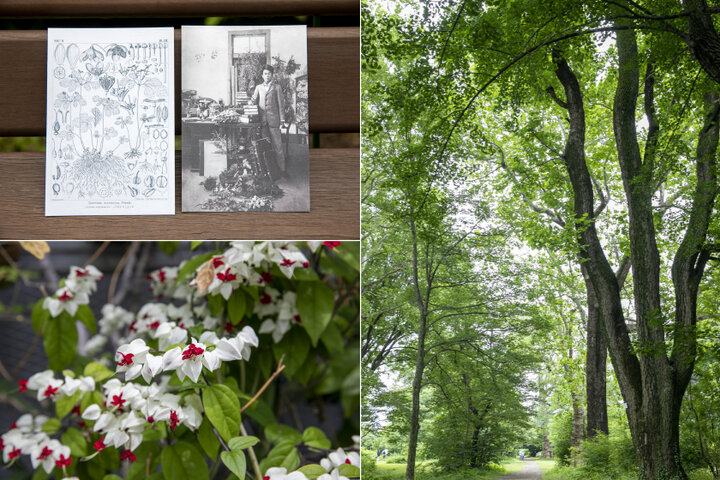 朝ドラにも登場♪ 季節ごとにらんまんの花や木々に出会える「小石川植物園」へ