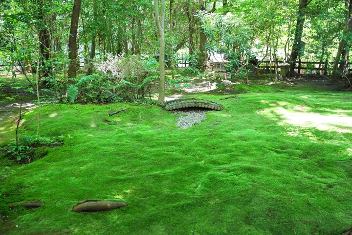 竹林に囲まれ、緑に輝くじゅうたん苔