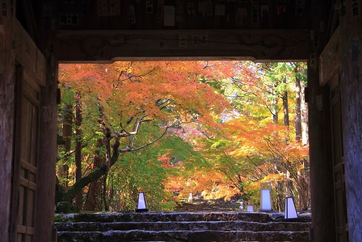 【高知タウン】「竹林寺」で紅葉に染まる庭園を散策