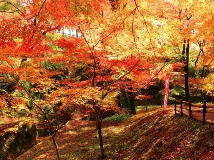 【東海】紅葉スポット12選。尾張最古刹、百人一首に詠まれた絶景、日本で最も遅い紅葉を堪能