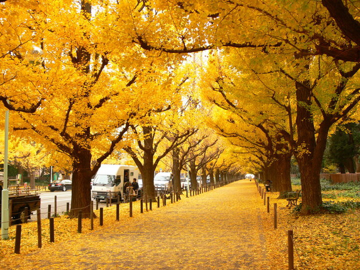 黄金色のトンネルをくぐりたい「神宮外苑いちょう並木」