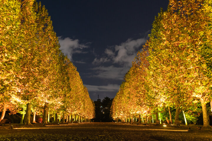 11/22-12/3｜秋夜の“新宿御苑さんぽ”。開催中の「NAKED紅葉の新宿御苑2023」をレポート ｜ ことりっぷ