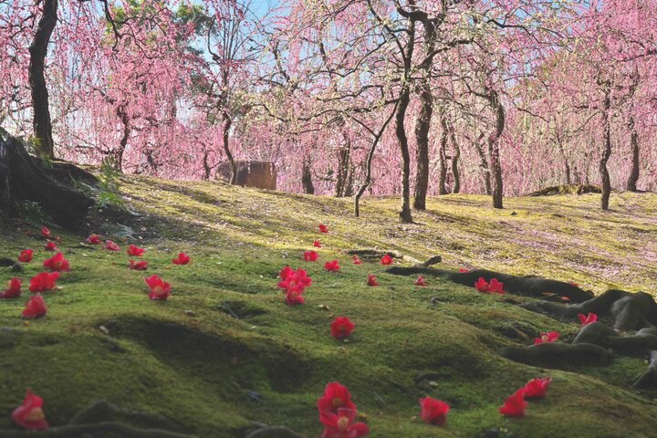 源氏物語を彩る季節の花が咲き誇る「城南宮」