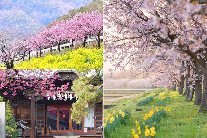 東京都心から1時間半以内♪ 早咲きの桜がすてきな東京近郊のスポット6選