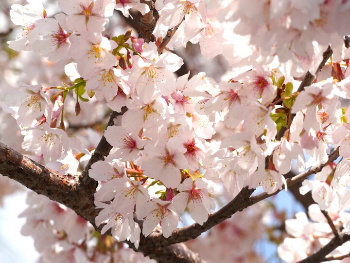 桜満開の鎌倉山へ春一番のプチトリップ
