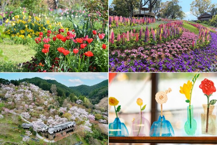 春色に染まる高知でめぐりたい、3つの花の名所へ