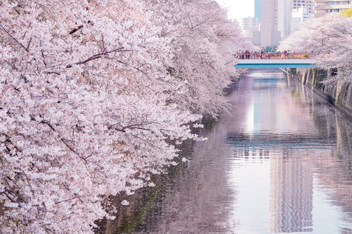立体絵画の「桜並木のライトアップ」 3/18(土)-4/9(日)東京・中目黒で目黒川沿いの桜並木のライト