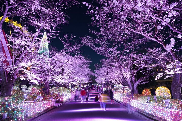 東京の桜イベント情報】春の風物詩から夜桜ライトアップ、アート 東京の桜イベント情報】春の風物詩から夜桜ライトアップ、アート