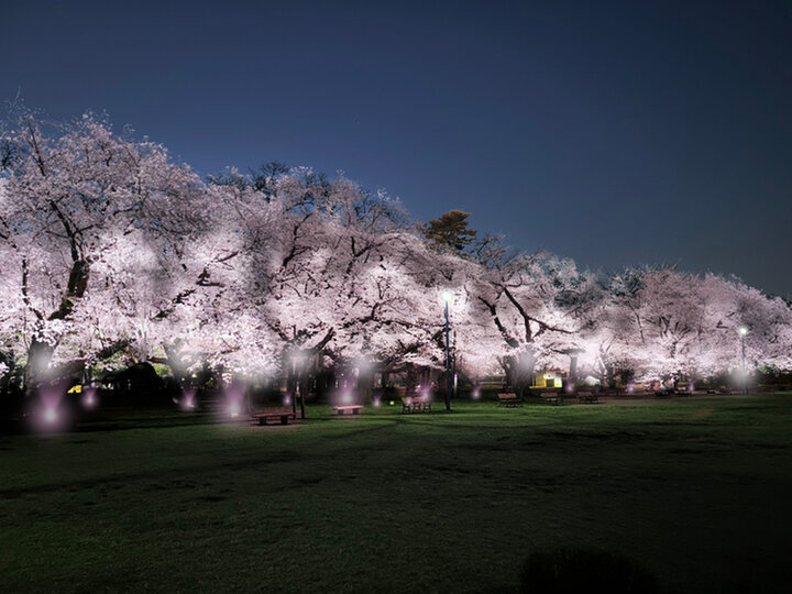立体絵画の「桜並木のライトアップ」 ライトアップ最終日。 桜が散ってからはテンションだだ下がりで