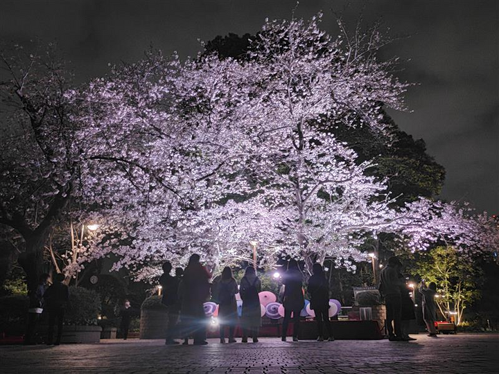 東京の桜イベント情報】春の風物詩から夜桜ライトアップ、アート
