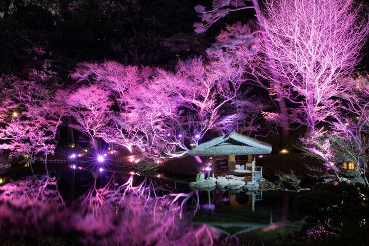 東京の桜イベント情報】春の風物詩から夜桜ライトアップ、アートなお