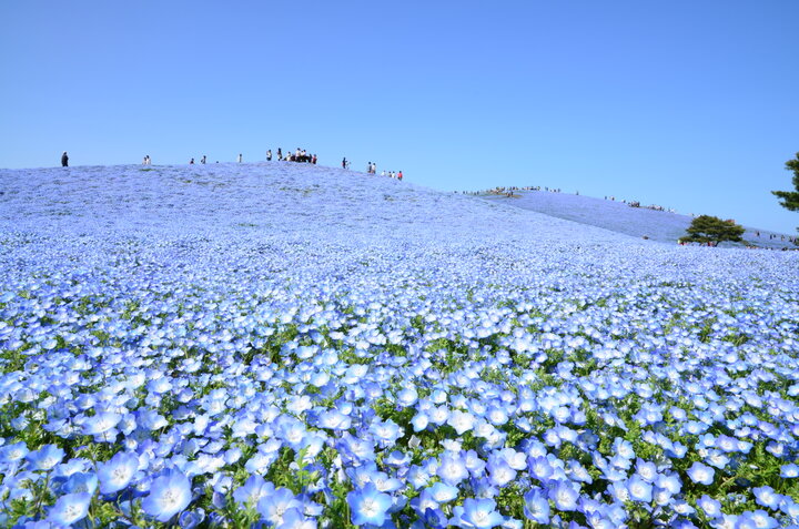 爽やかなブルーのネモフィラに包まれて♪「国営ひたち海浜公園」で楽しむ春の花さんぽ