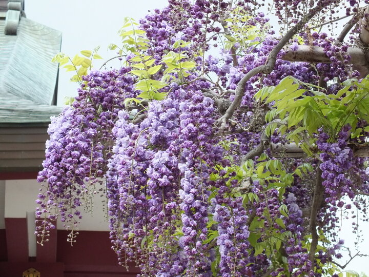朱色の社殿に映える紫の藤の花