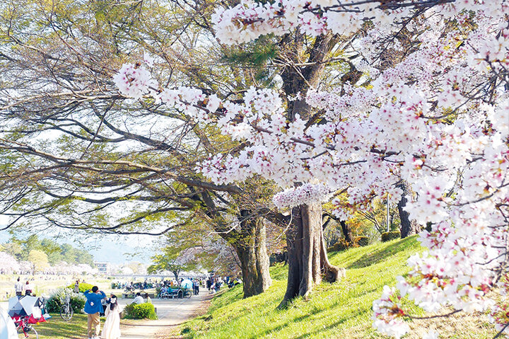 京都よりみちこみち　上賀茂神社〜半木の道【後編】