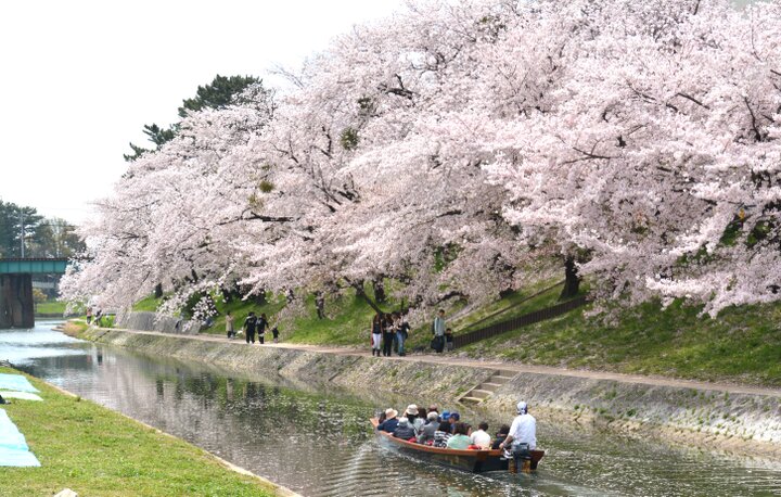 桜まつりも開催中♪ 地元グルメやレトロな風景など魅力いっぱいの岡崎城下町を春さんぽ