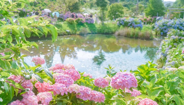 関西で行きたいあじさいスポット6選〜絶景の丘から湖畔の彩りまで〜