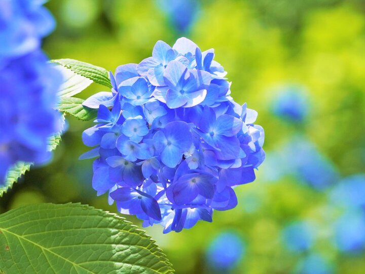 一雨ごとに濃い青色へと変化する明月院ブルーに染まる「明月院」