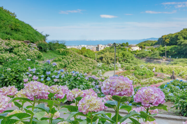 毎日ライトアップも♪5万株のあじさいが咲き誇る、愛知・蒲郡の「形原温泉 あじさいの里」