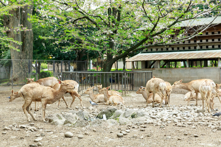 春日大社より譲り受けた神鹿