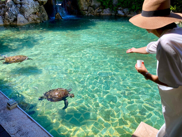 大人も子ども大興奮。ウミガメの餌やり体験