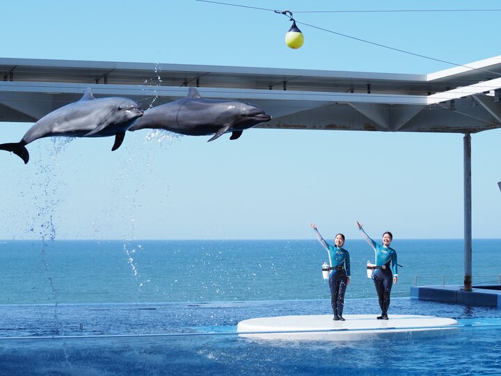 夏の涼を求めて。全国の心いやされる水族館めぐり