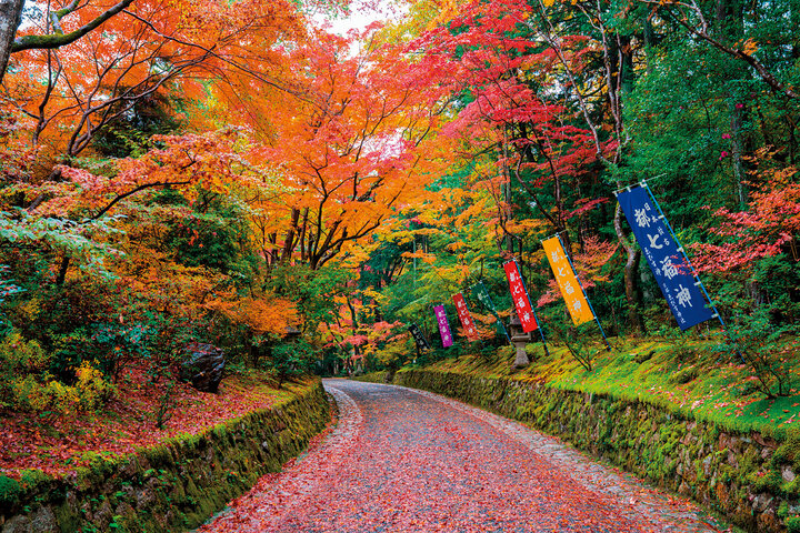 紅葉の参道に誘われて。平安京の鬼門を護る寺院「赤山禅院」へ