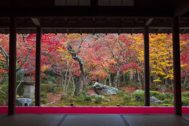 紅葉の舞い散る苔庭に静かに臥せる牛「圓光寺」