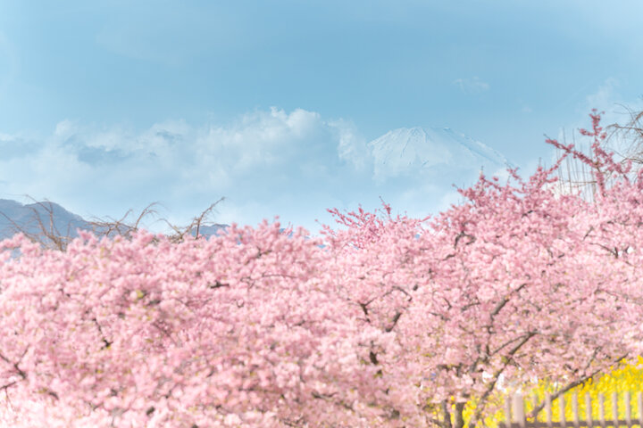 今日から開催♪まつだ桜まつりでひと足早い春さんぽ～河津桜からひなまつりまで♪～