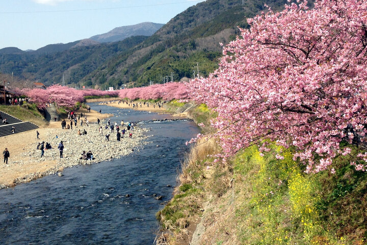 ひと足早く春をお届け♪ 伊豆でピンク色の魔法に包まれる「河津桜まつり2025」レポ