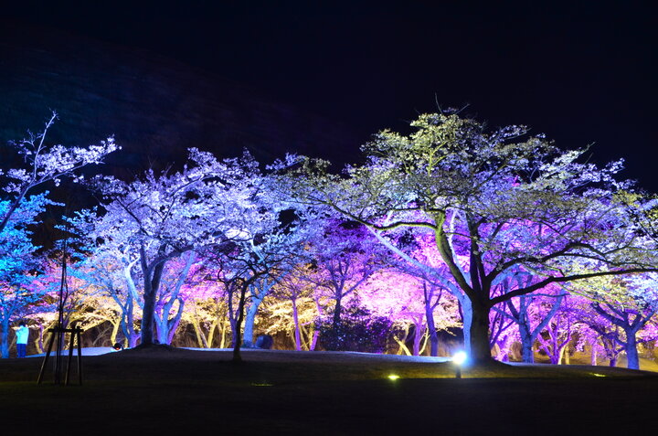 伊東で春の絶景旅を。幻想的な夜桜ライトアップ 「さくらの里夜桜観賞会」