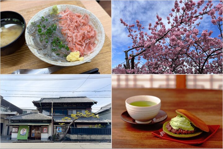 河津桜が見頃♪焼津・藤枝でグルメ・スイーツをめぐる旅～海鮮丼や老舗茶園のどら焼きまで～