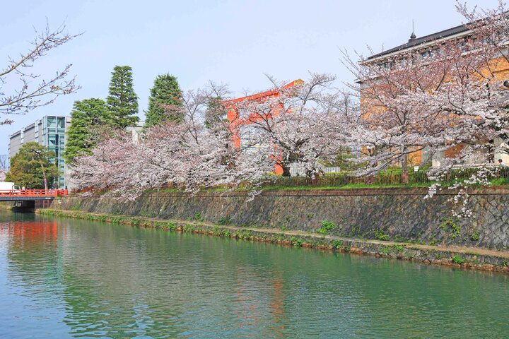 京都・岡崎の桜さんぽで、春色に染まる水辺の風景とアートを満喫♪