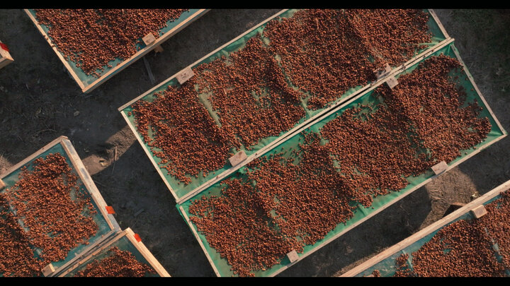 【試写会プレゼント】幻のカカオを追った長編ドキュメンタリー映画『Taste of nature II 幻のカカオを探して』