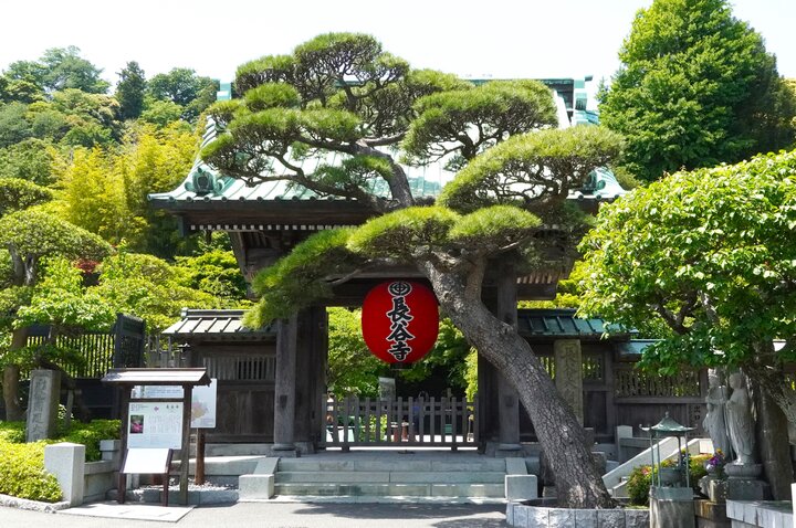 由比ガ浜通り散策の終点は長谷寺でアジサイ鑑賞